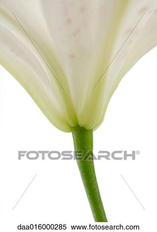 Lily, close-up View Large Photo Image Stock Photography - Lily, close-up. Fotosearch