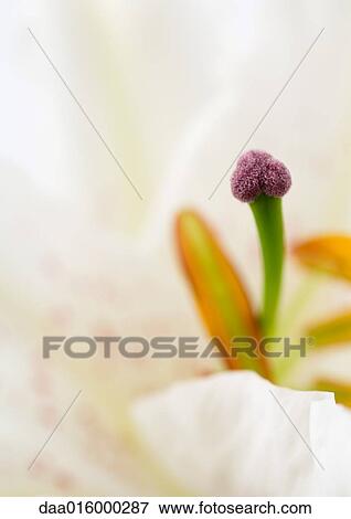 Lily, extreme close-up View Large Photo Image Stock Photo - Lily, extreme close-up. Fotosearch