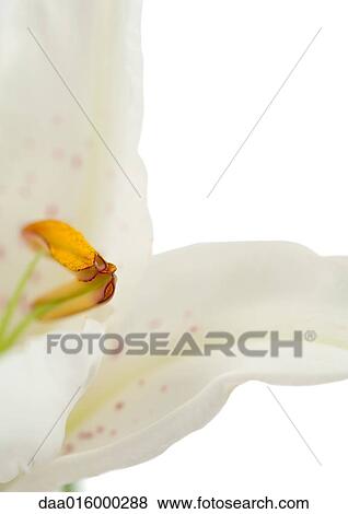 Stock Photo - Lily, extreme close-up. Fotosearch