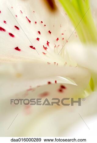 Stock Photo - Lily, extreme close-up. Fotosearch