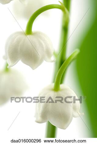 Lily of the valley, close-up View Large Photo Image Stock Photograph - Lily of the valley, close-up. Fotosearch