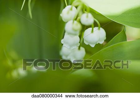 Lily of the valley flowers View Large Photo Image Picture - Lily of the valley flowers. Fotosearch