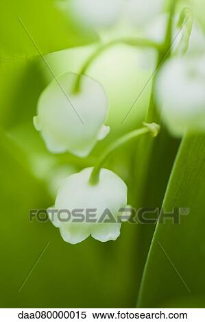 Stock Photography - Lily of the valley flowers. Fotosearch