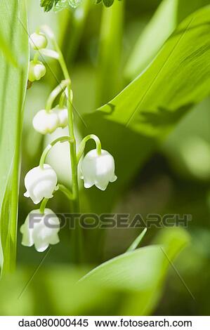 Lily of the valley flowers View Large Photo Image Stock Photography - Lily of the valley flowers. Fotosearch