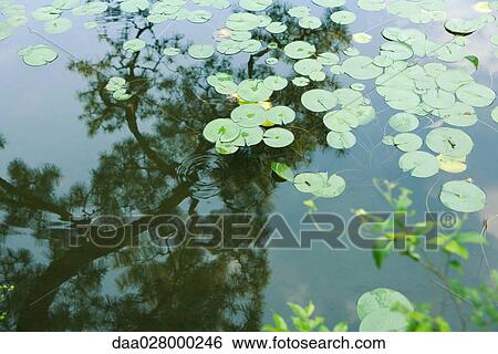 Stock Photograph - Lily pads in pond with reflection of tree branch. Fotosearch