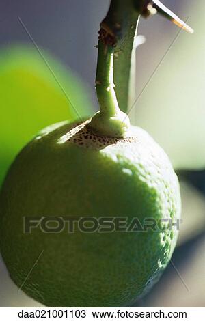 Lime growing on tree, extreme close-up View Large Photo Image Stock Image - Lime growing on tree, extreme close-up. Fotosearch
