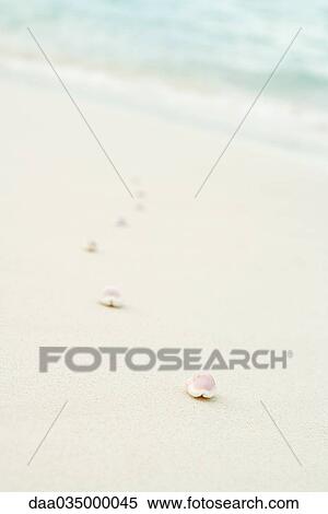 Line of seashells fading into the background View Large Photo Image Stock Photography - Line of seashells fading into the background. Fotosearch