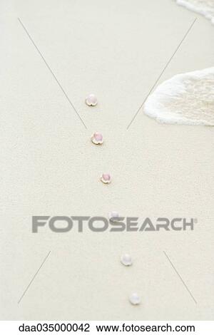 Line of seashells on beach View Large Photo Image Stock Image - Line of seashells on beach. Fotosearch