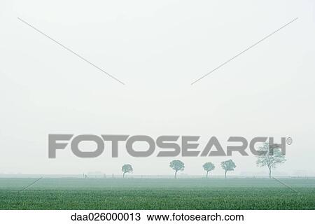 Line of trees in foggy landscape View Large Photo Image Stock Image - Line of trees in foggy landscape. Fotosearch