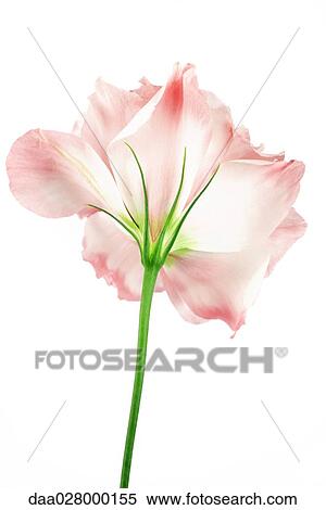 Stock Photography - Lisianthus, close-up. Fotosearch