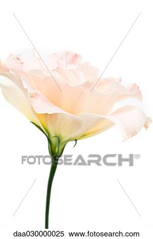 Lisianthus View Large Photo Image Stock Photography - Lisianthus. Fotosearch