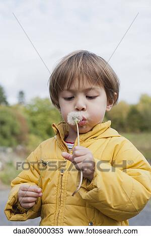 Little boy blowing dandelion seedhead, portrait View Large Photo Image Stock Image - Little boy blowing dandelion seedhead, portrait. Fotosearch
