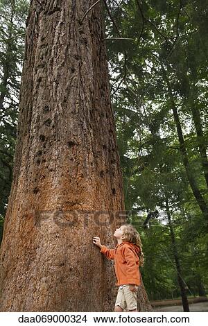 Little girl standing beside tall tree, looking up in awe View Large Photo Image Picture - Little girl standing beside tall tree, looking up in awe. Fotosearch