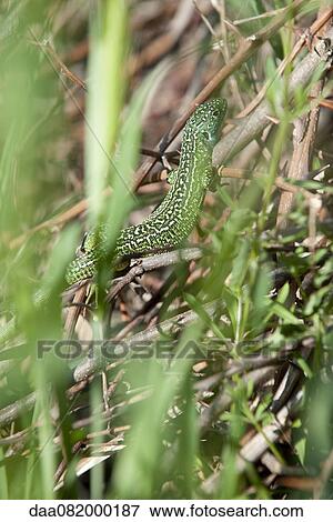 Lizard among twigs and leaves View Large Photo Image Stock Photo - Lizard among twigs and leaves. Fotosearch