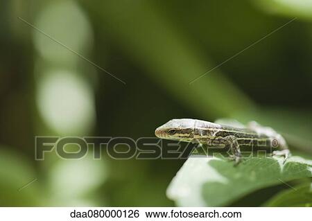 Stock Photograph - Lizard on leaf. Fotosearch