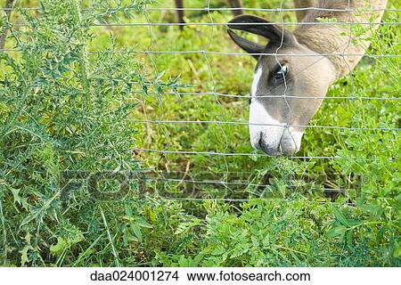 Llama grazing behind fence, cropped view View Large Photo Image Picture - Llama grazing behind fence, cropped view. Fotosearch