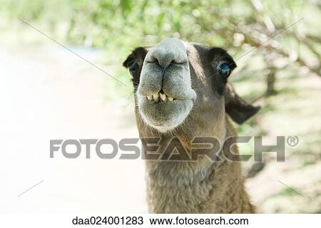 Llama, looking at camera, cropped view View Large Photo Image Stock Image - Llama, looking at camera, cropped view. Fotosearch