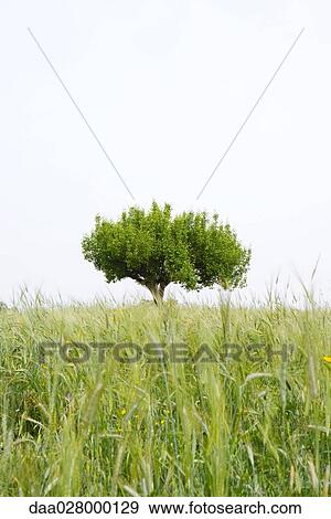 Lone tree growing in field View Large Photo Image Stock Photo - Lone tree growing in field. Fotosearch
