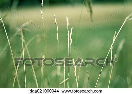 Long stems of grass View Large Photo Image Picture - Long stems of grass. Fotosearch