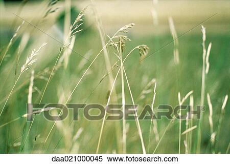 Long stems of grass View Large Photo Image Stock Photography - Long stems of grass. Fotosearch