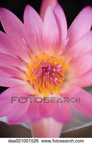 Lotus flower, extreme close-up View Large Photo Image Stock Photograph - Lotus flower, extreme close-up. Fotosearch