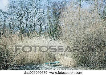 Lounge chair surrounded by tall vegetation View Large Photo Image Stock Photo - Lounge chair surrounded by tall vegetation. Fotosearch