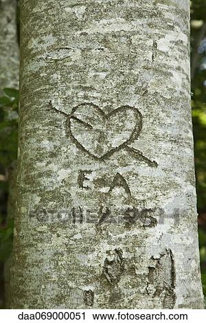 Love heart carved on tree View Large Photo Image Stock Image - Love heart carved on tree. Fotosearch
