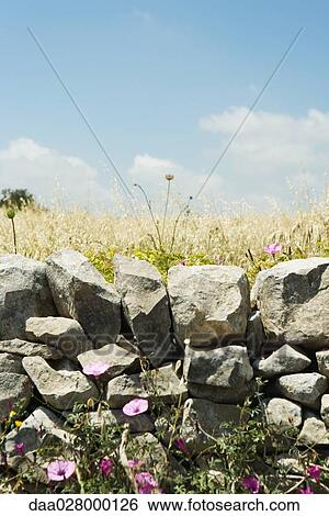 Low stone wall and flowers View Large Photo Image Stock Photograph - Low stone wall and flowers. Fotosearch