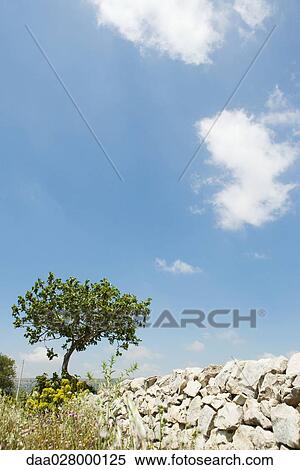 Low stone wall and tree, low angle view View Large Photo Image Stock Photography - Low stone wall and tree, low angle view. Fotosearch