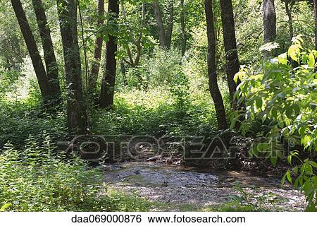 Lush foliage in woods View Large Photo Image Stock Photograph - Lush foliage in woods. Fotosearch