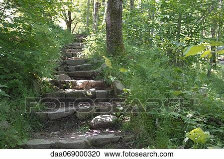 Lush stone steps leading up to woods View Large Photo Image Stock Image - Lush stone steps leading up to woods. Fotosearch