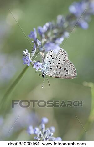 Picture - Lycaenidae butterfly on lavender flowers. Fotosearch