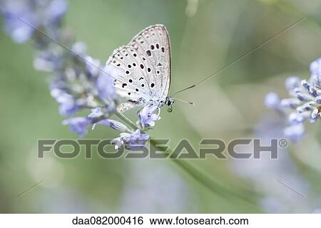 Stock Photograph - Lycaenidae butterfly on lavender flowers. Fotosearch