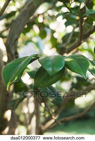Stock Photo - Magnolia tree, close-up of leaves. Fotosearch