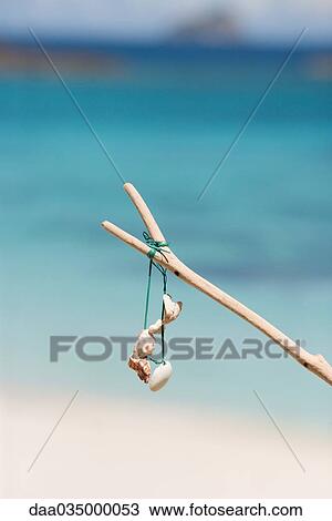 Makeshift seashell necklace hanging from branch View Large Photo Image Stock Image - Makeshift seashell necklace hanging from branch. Fotosearch