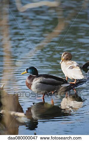 Male and female Mallard ducks in shallow water View Large Photo Image Stock Photo - Male and female Mallard ducks in shallow water. Fotosearch