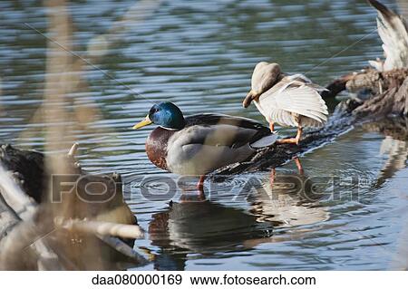 Stock Photo - Male and female Mallard ducks in shallow water. Fotosearch