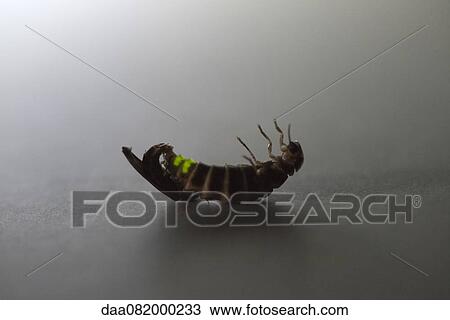 Male firefly and wingless female firefly mating View Large Photo Image Stock Image - Male firefly and wingless female firefly mating. Fotosearch