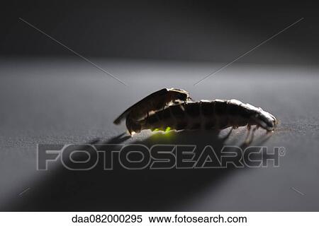 Male firefly and wingless female firefly mating View Large Photo Image Stock Photography - Male firefly and wingless female firefly mating. Fotosearch