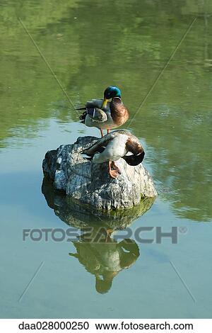 Mallard ducks preening on rock in pond View Large Photo Image Stock Image - Mallard ducks preening on rock in pond. Fotosearch