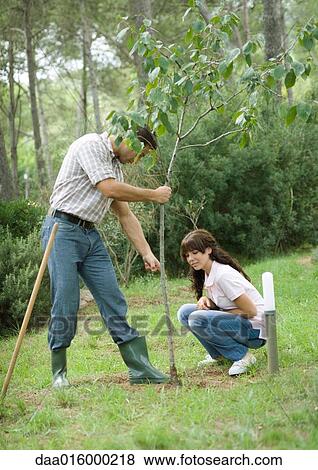 Man and teenage girl planting tree View Large Photo Image Stock Photo - Man and teenage girl planting tree. Fotosearch