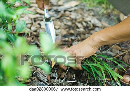 Stock Photo - Man digging in ground, cropped view of hands with spade. Fotosearch