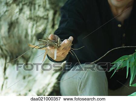 Man holding handful of twigs and dry leaves, cropped view View Large Photo Image Stock Photo - Man holding handful of twigs and dry leaves, cropped view. Fotosearch