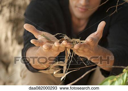Man holding handful of twigs and leaves, cropped View Large Photo Image Stock Image - Man holding handful of twigs and leaves, cropped. Fotosearch