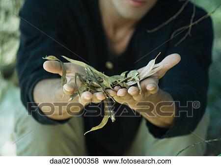 Man holding out palms full of twigs and dry leaves, cropped view View Large Photo Image Stock Photo - Man holding out palms full of twigs and dry leaves, cropped view. Fotosearch