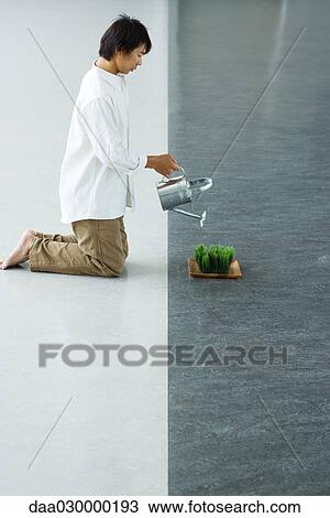 Man kneeling on the ground, watering tray of wheatgrass View Large Photo Image Stock Image - Man kneeling on the ground, watering tray of wheatgrass. Fotosearch