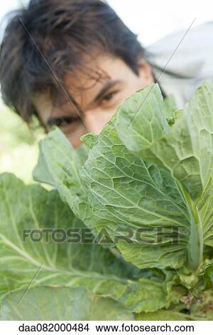 Man looking over cabbage leaves View Large Photo Image Picture - Man looking over cabbage leaves. Fotosearch
