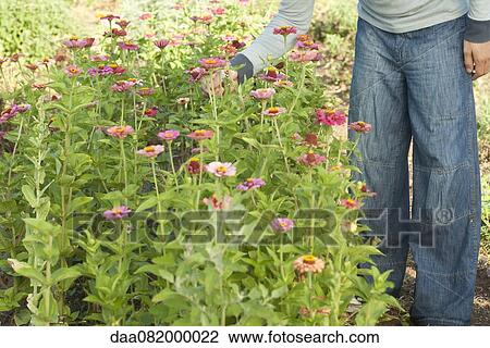Man picking zinnia flower View Large Photo Image Stock Image - Man picking zinnia flower. Fotosearch