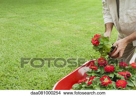 Man preparing to plant zinnias in garden, cropped View Large Photo Image Picture - Man preparing to plant zinnias in garden, cropped. Fotosearch