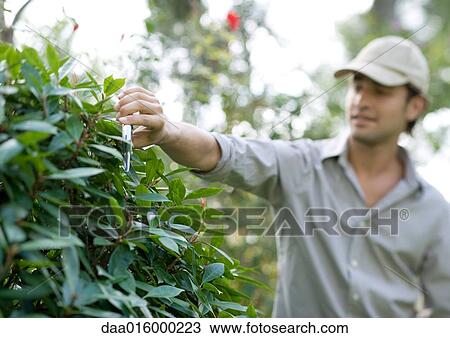 Stock Image - Man pruning bush. Fotosearch